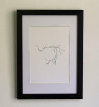 Load image into Gallery viewer, Asparagaceae IV- (Systems' Garden series)