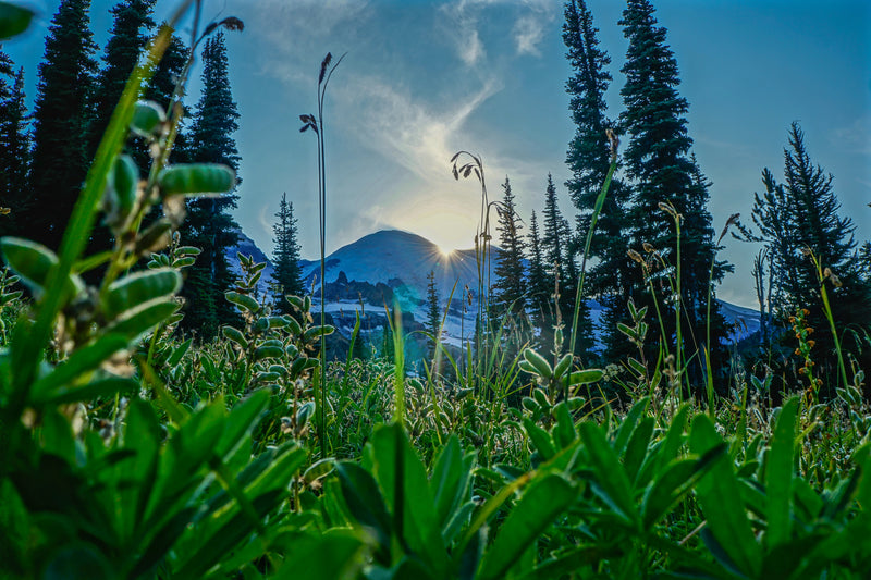 Rainier Sunset