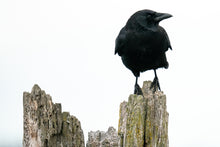 Load image into Gallery viewer, Crow on Pylon