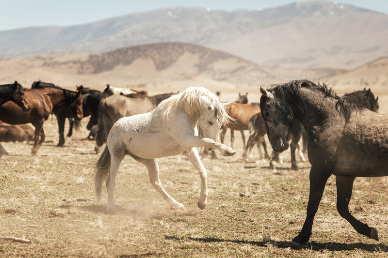 Stallions Sparring