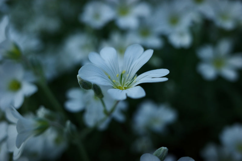 Soft Blue Petals