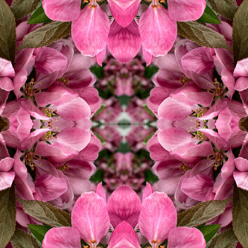 Symmetry - Pink and Green