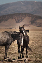 Load image into Gallery viewer, Bond