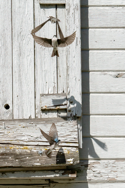 Swallows in Flight