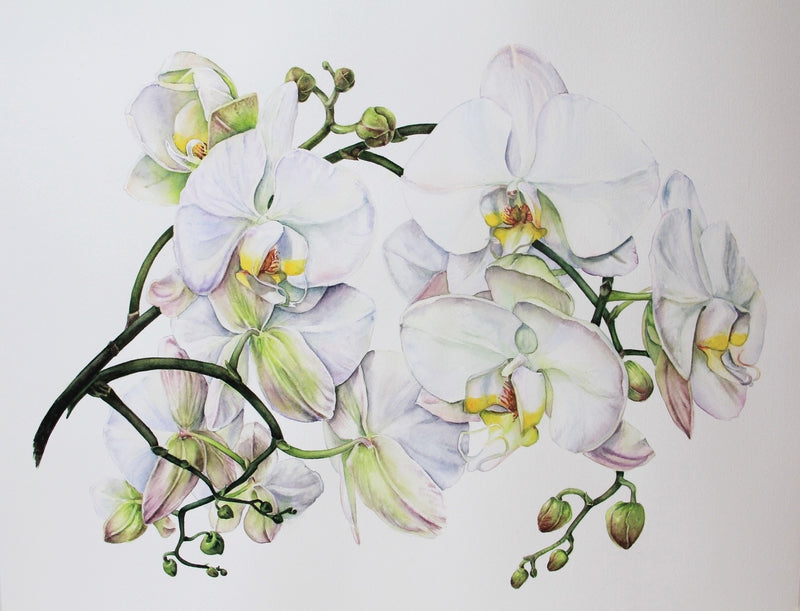 White Orchid 1
