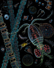 Load image into Gallery viewer, Copepod 1