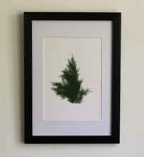 Load image into Gallery viewer, Juniperus Virginiana III (Systemss Garden series)