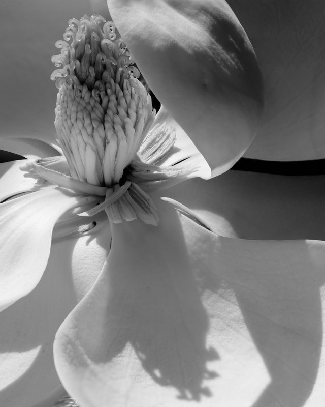 Magnolia Grandiflora #6