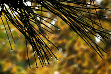 Load image into Gallery viewer, On Edges