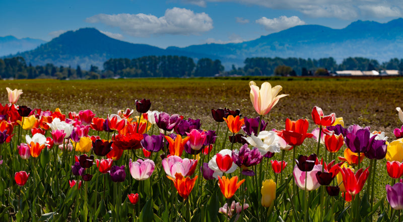 Tulip Festival- Above the Rest