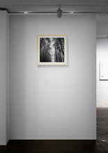 Load image into Gallery viewer, Trees