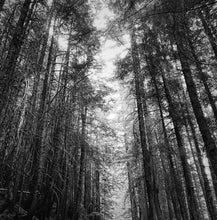 Load image into Gallery viewer, Trees