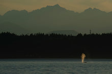 Load image into Gallery viewer, Sunset Humpback