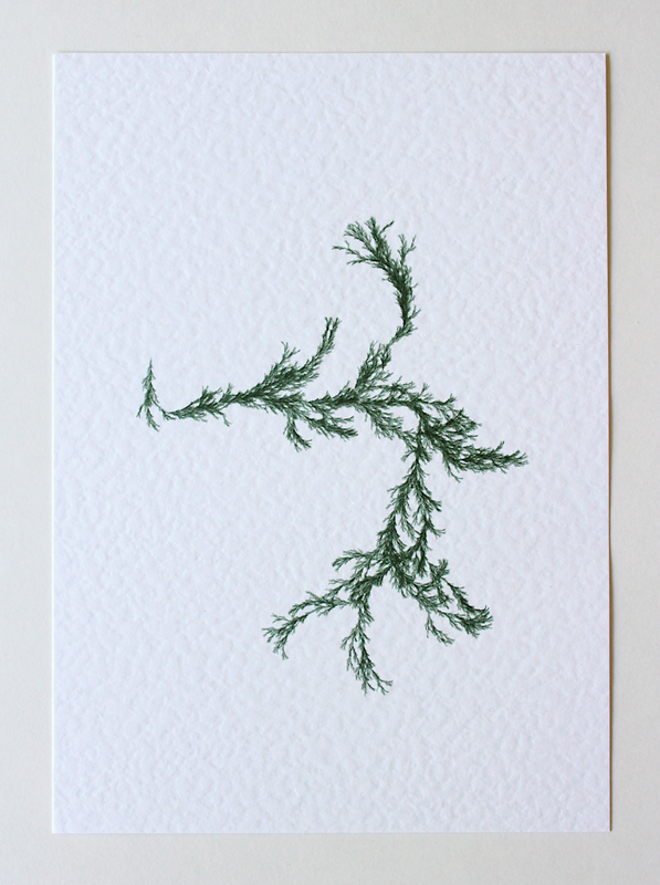 Sargassum II (Systems' Garden series)