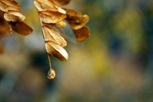 Load image into Gallery viewer, The Mighty Drop