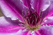 Load image into Gallery viewer, Expansion