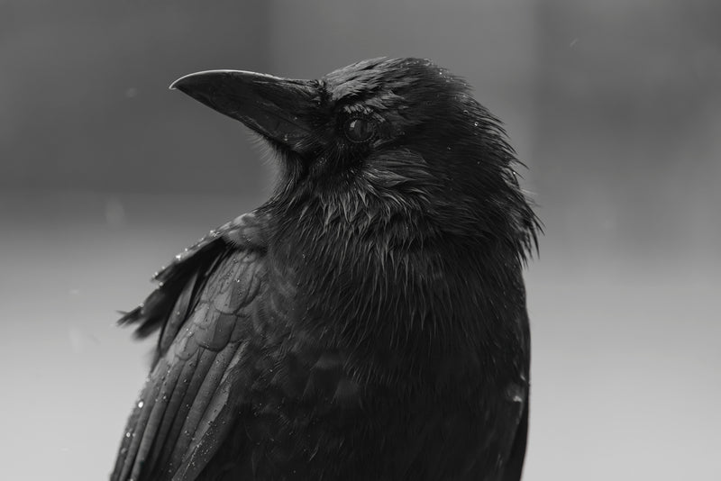 Rainy Crow