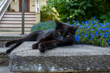 Load image into Gallery viewer, Panther