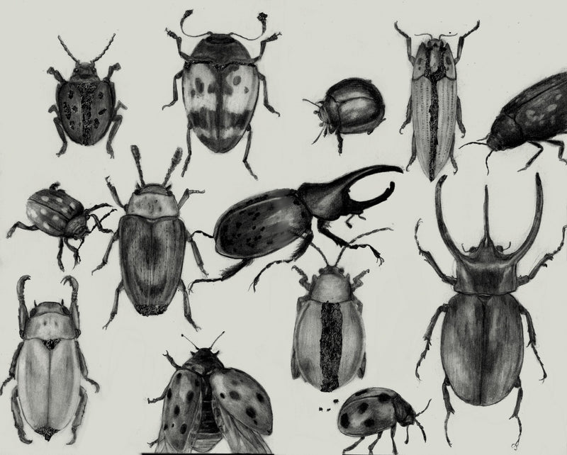 Beetles