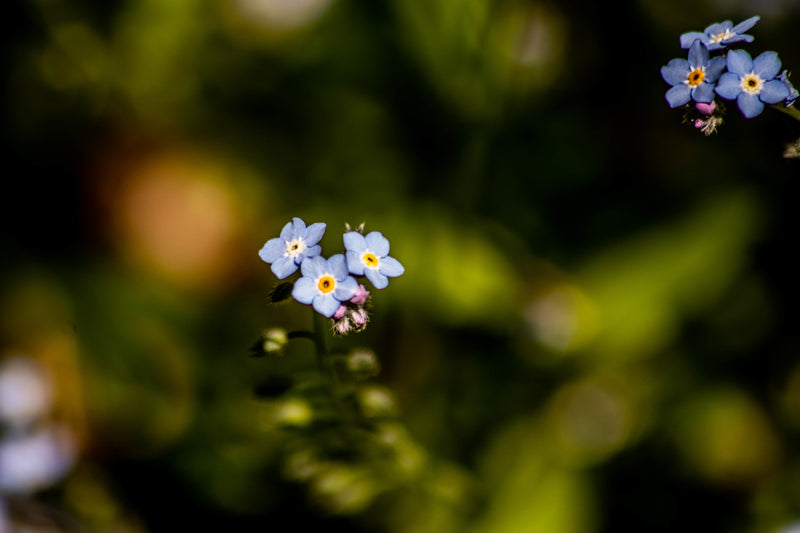 Forget Me Not