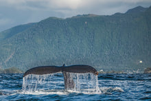 Load image into Gallery viewer, Alaskan Humpback