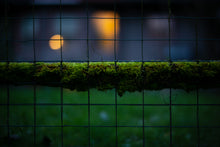 Load image into Gallery viewer, Life in the Undergrowth