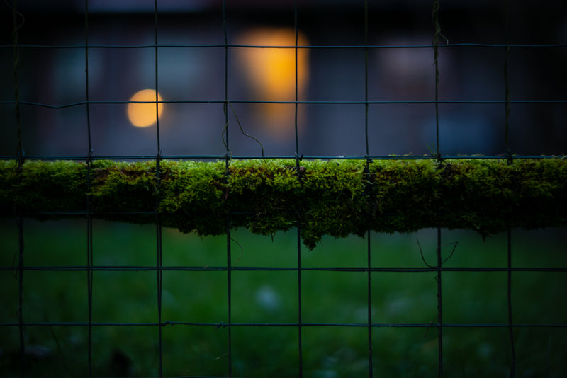 Life in the Undergrowth