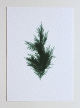 Load image into Gallery viewer, Juniperus Virginiana II (Systems' Garden series)