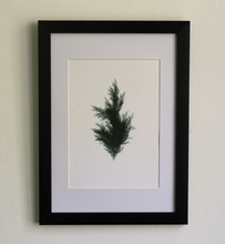Load image into Gallery viewer, Juniperus Virginiana II (Systems' Garden series)