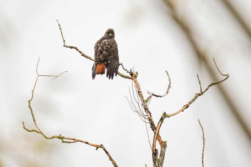 Red-tailed Hawk