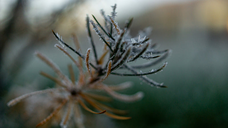 Hoarfrost