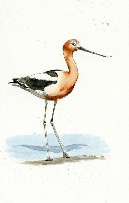 Avocet