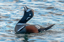 Load image into Gallery viewer, Harlequin Duck

