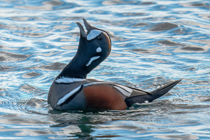 Harlequin Duck