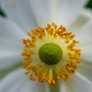 Grape Leaf Anemone