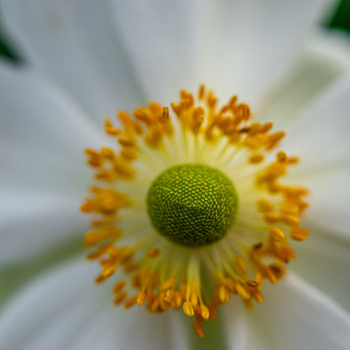 Grape Leaf Anemone