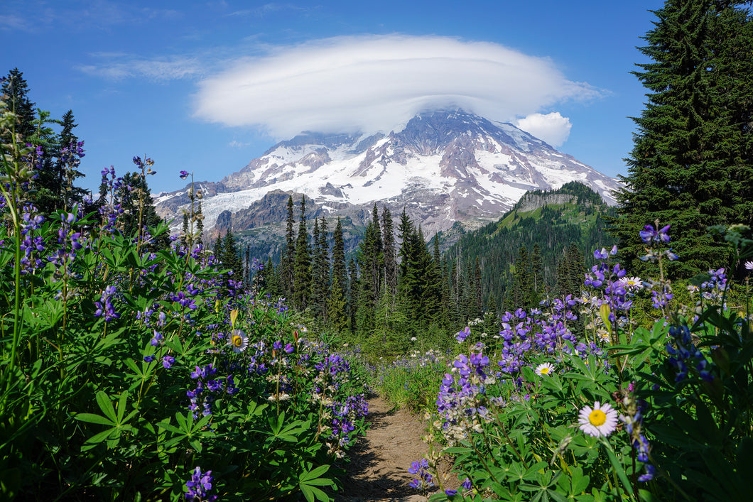 Mount Rainier Wildflowers