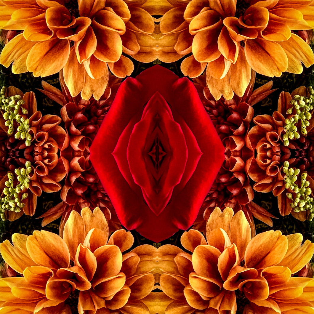 Symmetry - Rose in Autumn