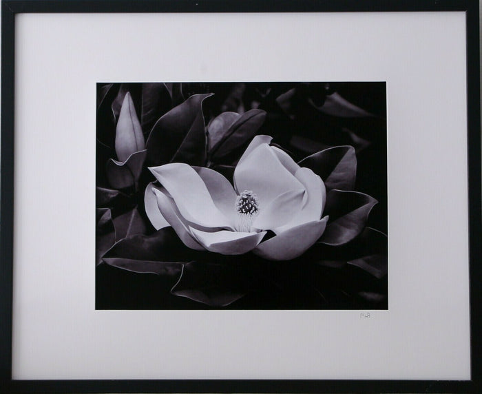 Magnolia in Magnolia
