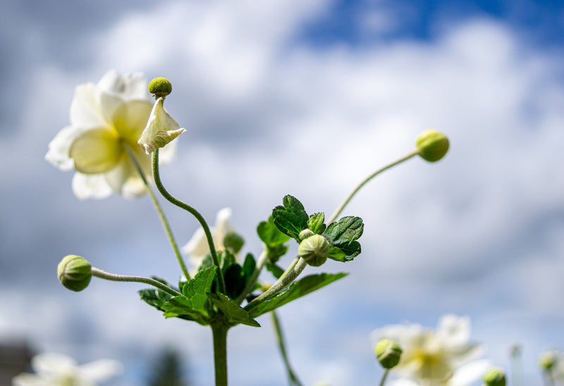 Reaching for the Sky