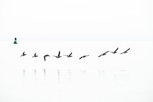 Brant Geese in Flight