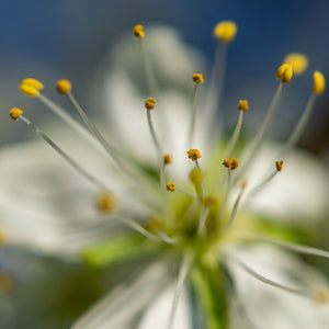 Plum's Pollen