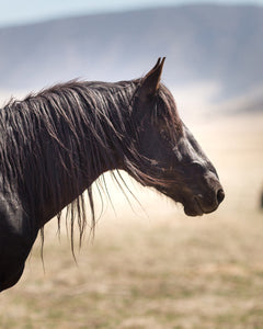 Black Beauty