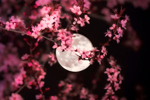 Full Moon with Cherry Blossoms