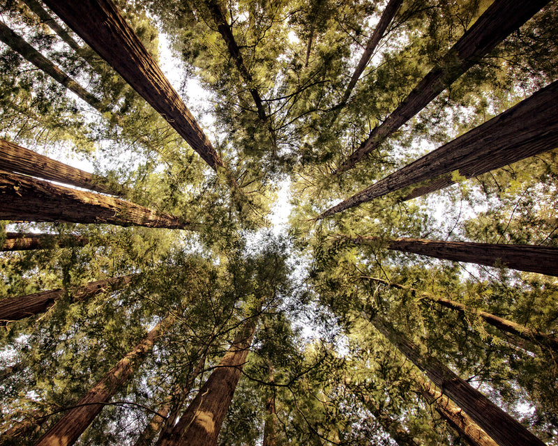 Looking up at the Redwoods