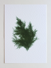 Load image into Gallery viewer, Juniperus Virginiana IV (Systems&#39; Garden series)
