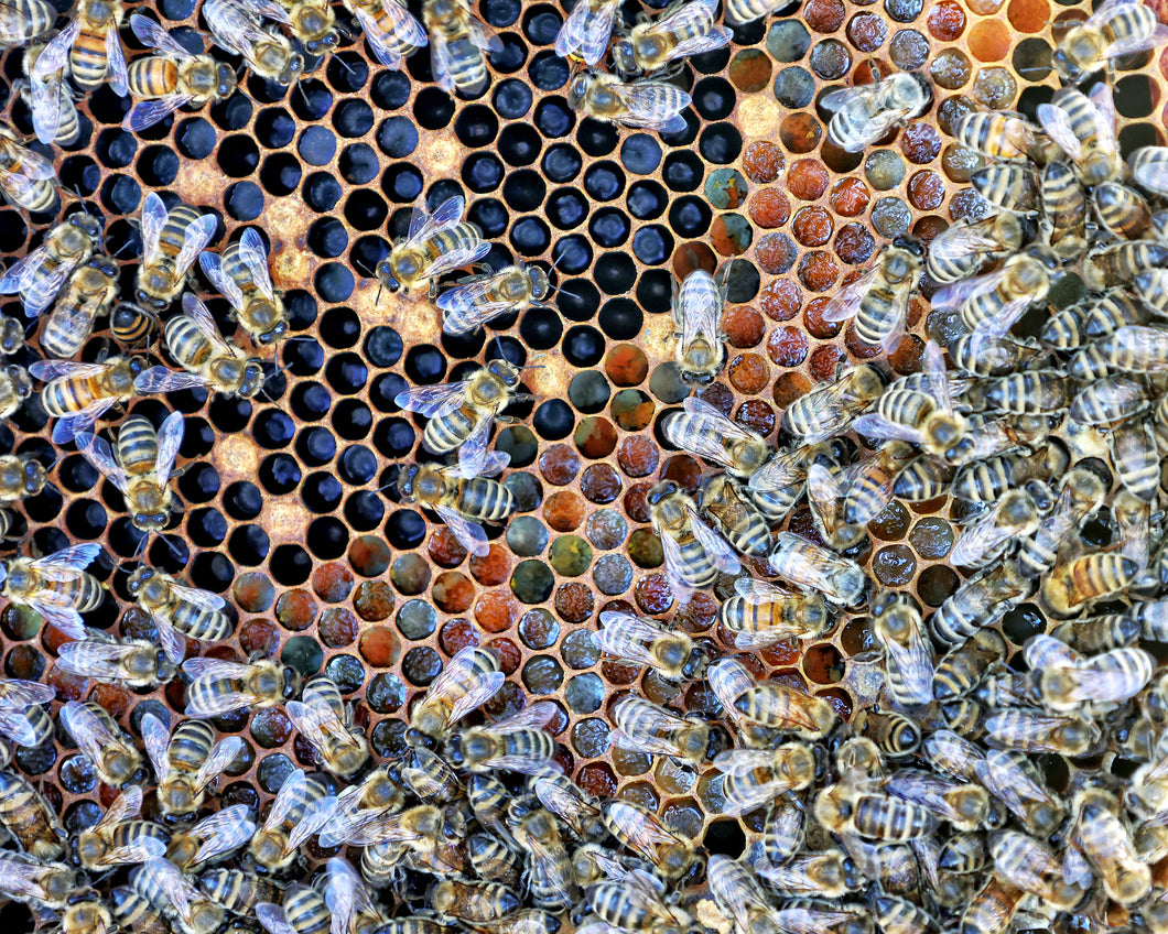 The Apiary