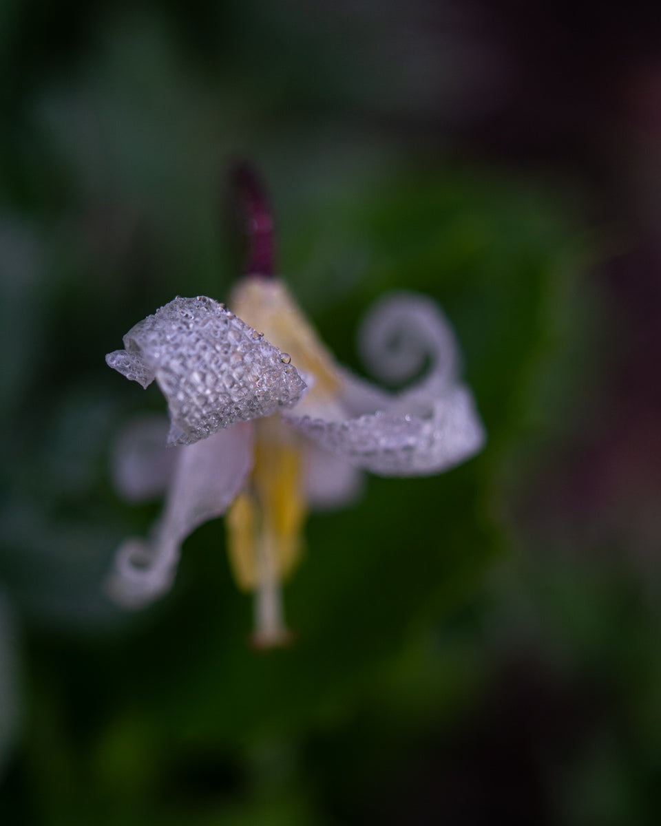 Avalanche Lily