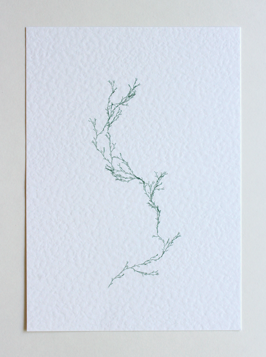 Asparagaceae II - (Systems' Garden series)