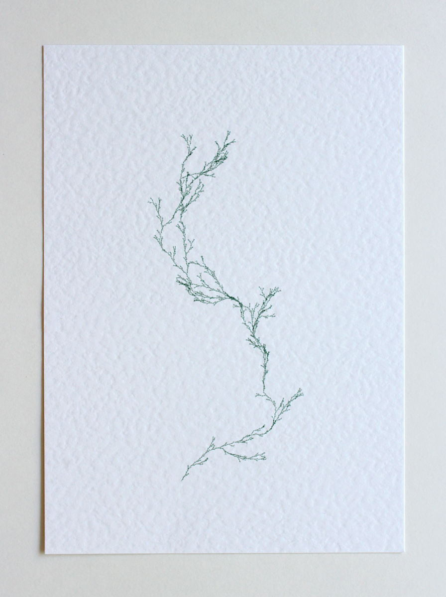 Asparagaceae II - (Systems' Garden series)